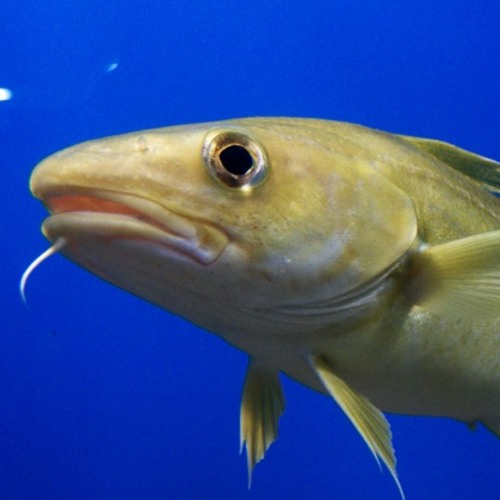 Stream Slap Fish music | Listen to songs, albums, playlists for free on ...