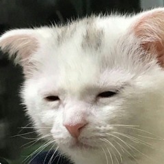 짱종잉