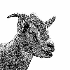 Goat