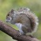 squirrel with a gun