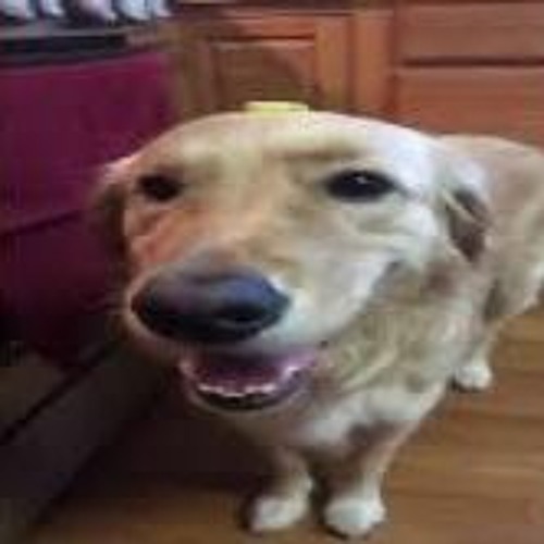 Butter dog sales