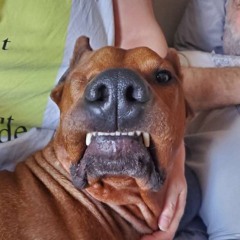 Another white male with the answers