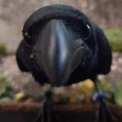 The Buggest Guy Around