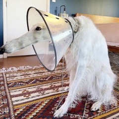 JSUIS PAS MME PAVOCHKO