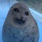 ?!SEALS?!
