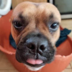 vindawg