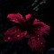 lilly