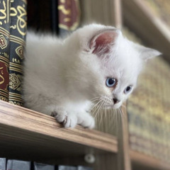 Ahmed