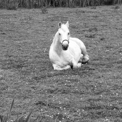 Olivier Salazar-Ferrer