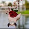 بسكوته روحي