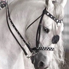 soheyla Mohammadzehi