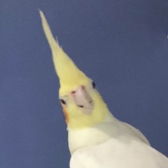 L’oiseau