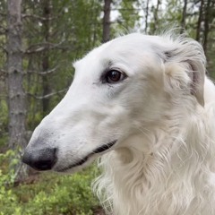 Loonara