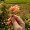 mariam shehata