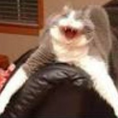 CraZcat
