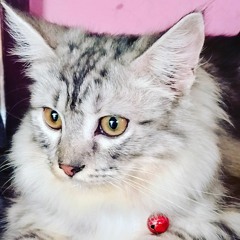 Putri Siti