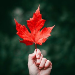Bee-Leaf