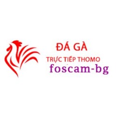 Đá Gà Trực Tiếp Thomo Hôm Nay