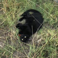 Sammy Merlin Winchester