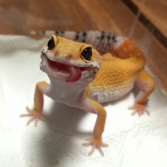 Geekin_Gecko