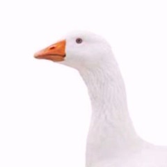 Tobio