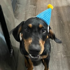 TheBuddyPal