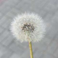 고뭉