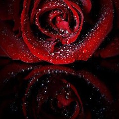 user83150114