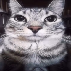 Unknown cat