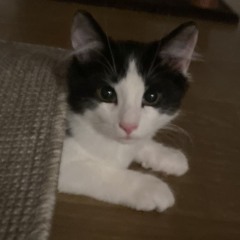 jolili