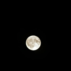 lunely 2.0