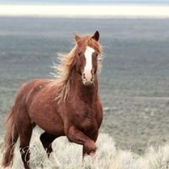 بهاء الدين ابو درش