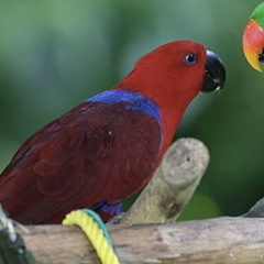 Eclectus