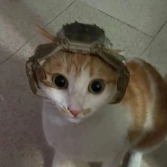 mèo votri