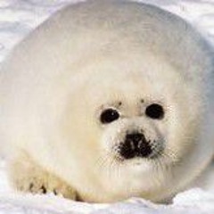 Po1l