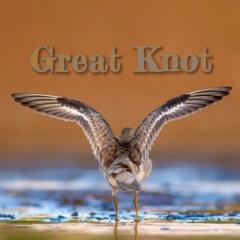 Great Knot