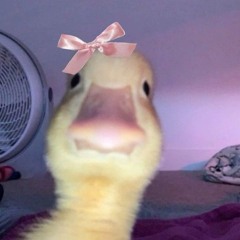 ducky🎀