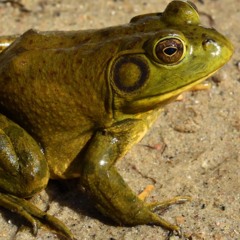 Bullfrog Killuh