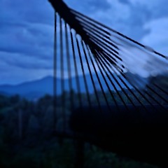 bluepine