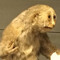 tijo