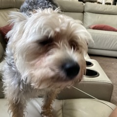 noosydog