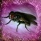 lil fly