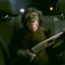 mrmonke
