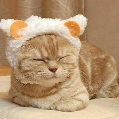 bad cat
