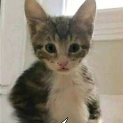 다 수