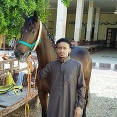 محمود السيد