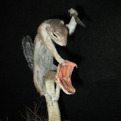 𐌱𐌰𐍀Ɗ𐍊Ɗ𐍈   ꡕ𐍈𐍂𐌰L𐌴Ⲋ