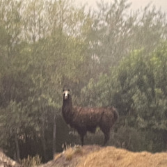 Someone You Can Call