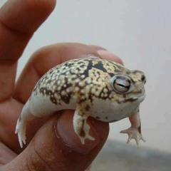 Frog dude