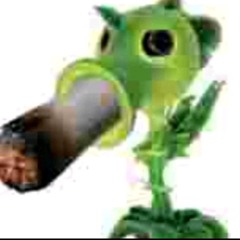 Cema